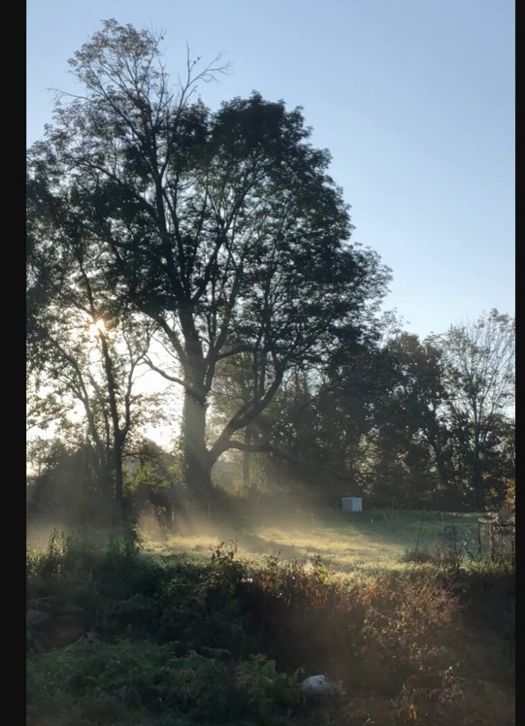 Photo of sun rays passing through a tree at the 2026 festival site