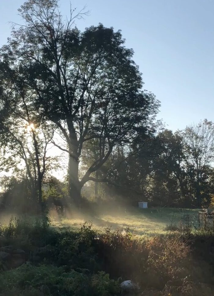 Photo of sun rays passing through a tree at the 2026 festival site