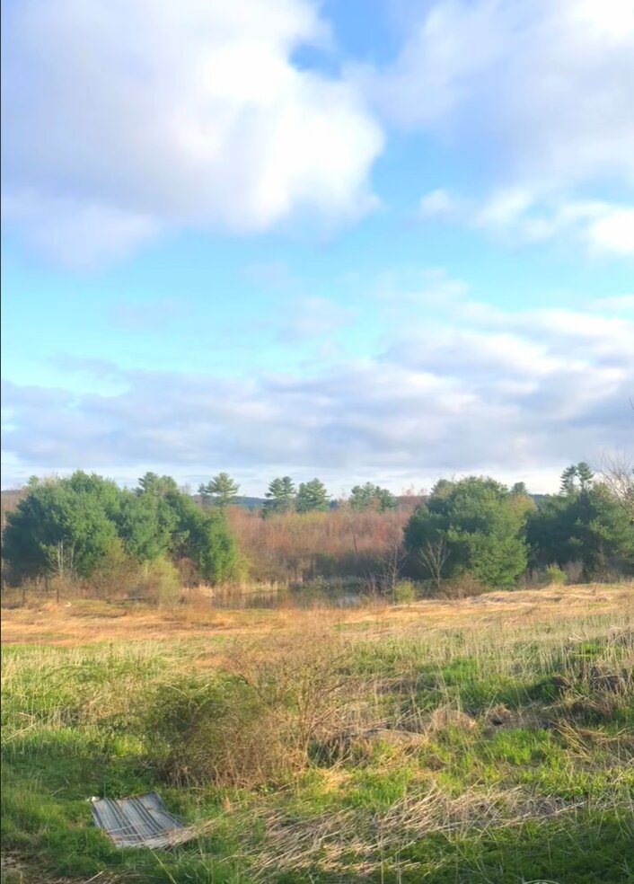 Photo of the 2026 Firefly site, with a yellow-and-green field in the center and trees in the background.