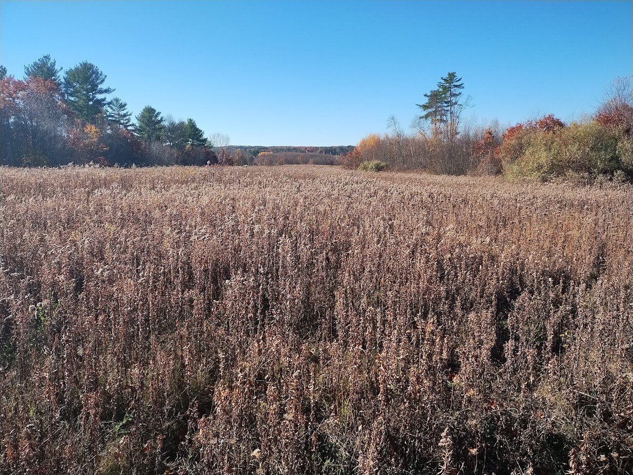 Photo of a field overlooking woods at the 2026 festival site. Tall plants dominate the field.