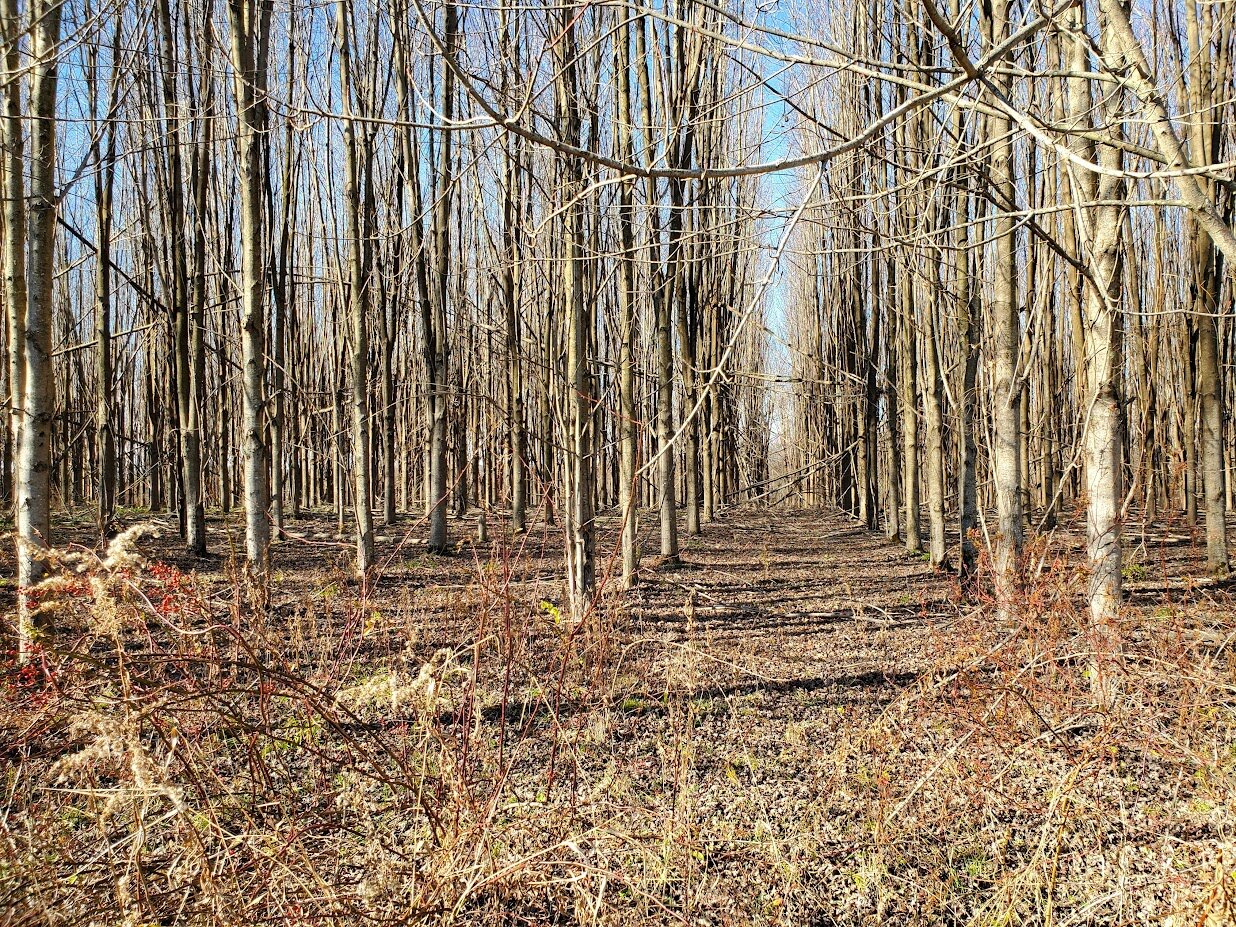 Photo of a wooded area at the 2026 festival site. Trees have lost their leaves for the winter, and stand in a regular grid.