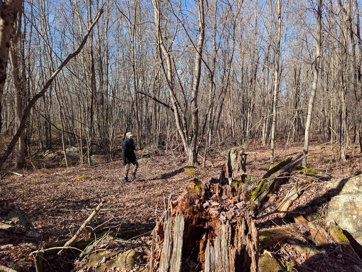 Photo of a person walking through a wooded area at the 2026 festival site. A rotted stump is in the forgeground, with leafless trees in the background
